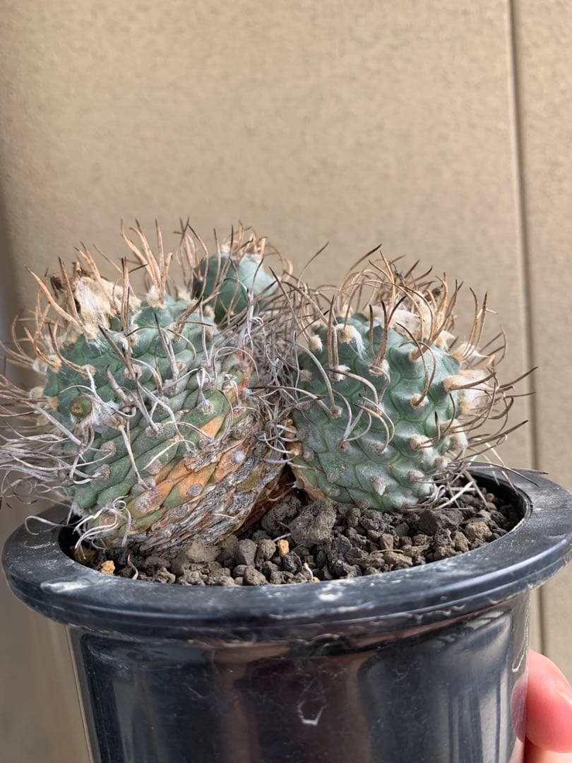 茶碗、乾山写、春の野、田中麗華作