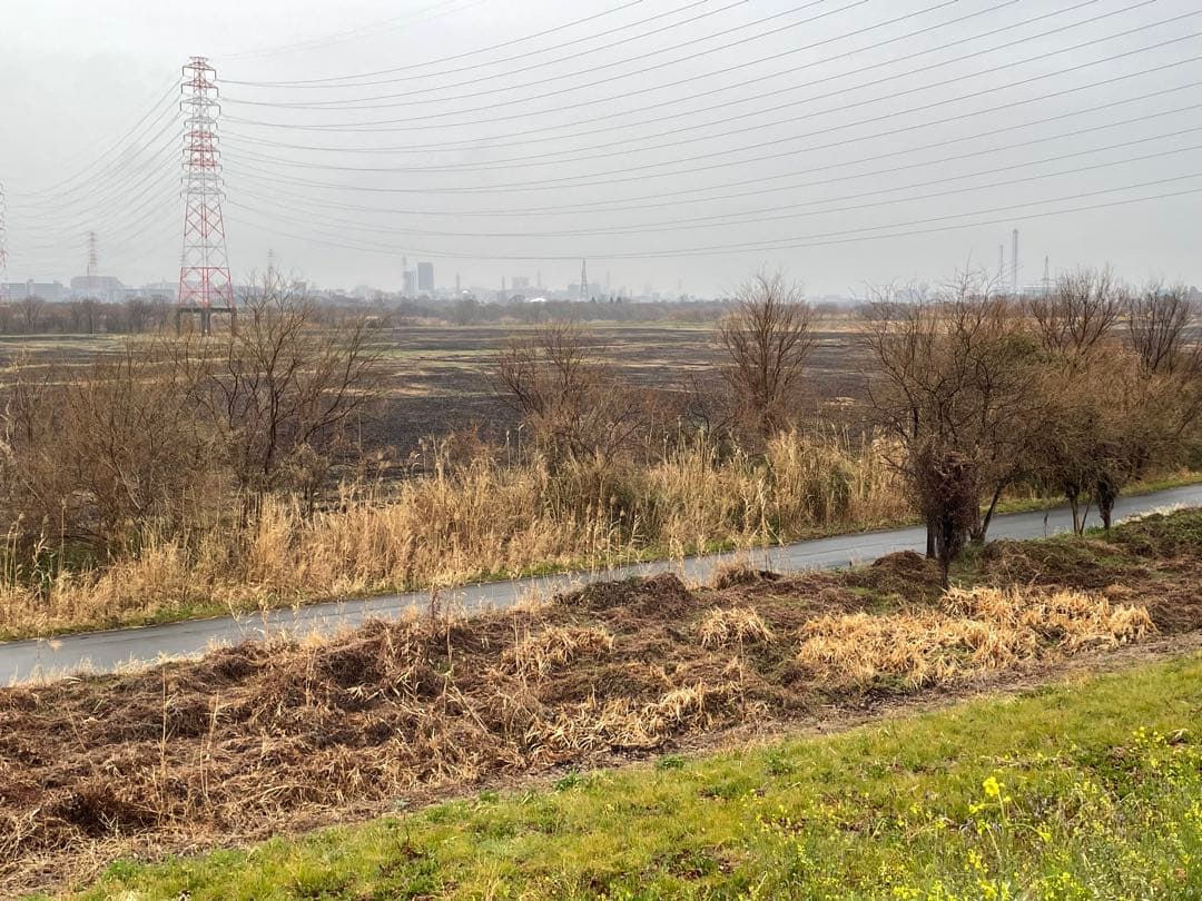 篳篥用リード《極み》※即戦力