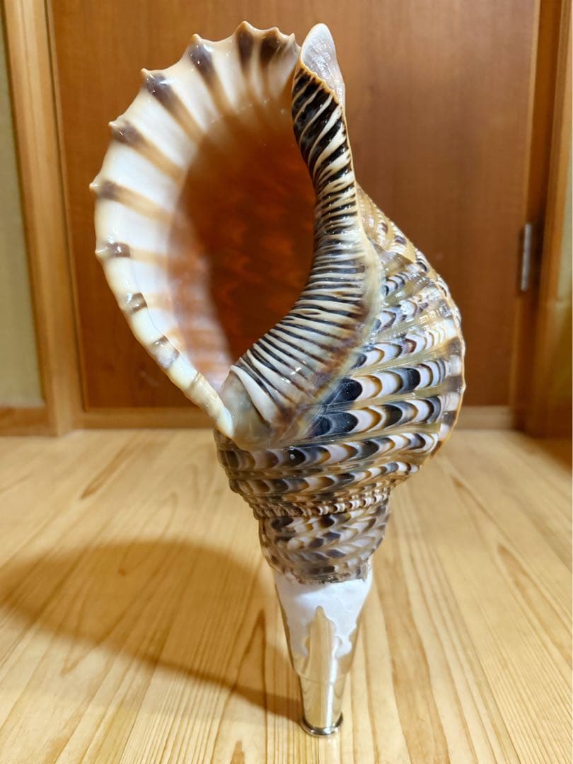 修験道法螺貝37㎝ 山伏 密教 魔除け 熊よけ❣️ホラガイ ほら貝