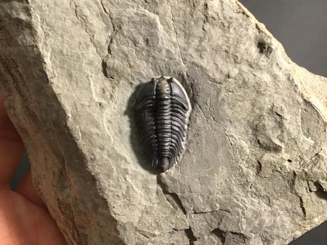 シュードキベレ [TB45] 三葉虫 超希少種 レア