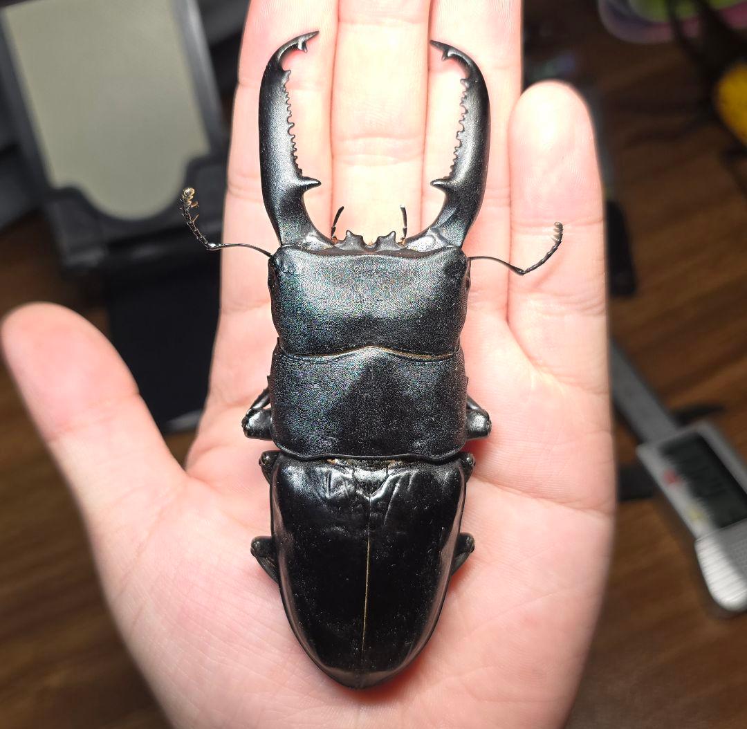 【極レア】 パラワンオオヒラタクワガタ 112up 極レア パラワンオオヒラタクワガタ 112up O <1110z昆虫標本
