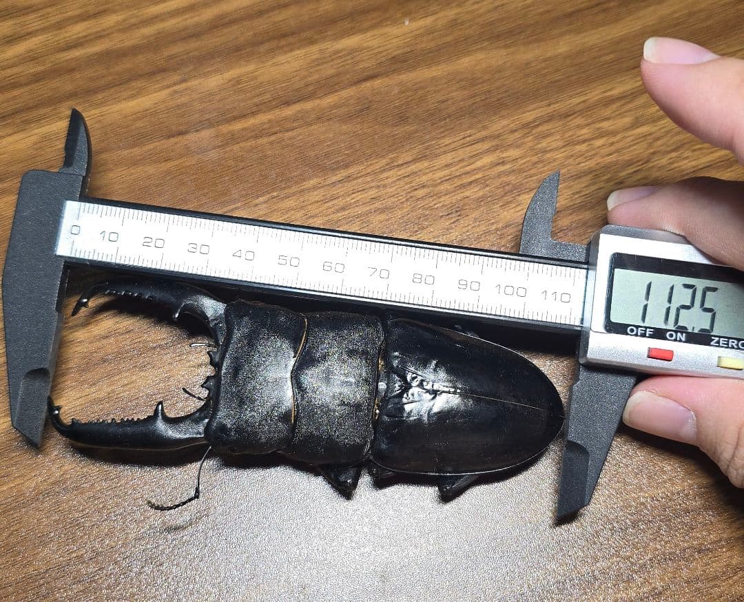 極レア】 パラワンオオヒラタクワガタ 112.9ミリ 【極レア】 パラワン