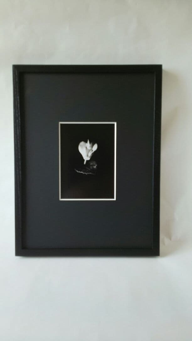 花「暗闇の一輪・・・シクラメン」