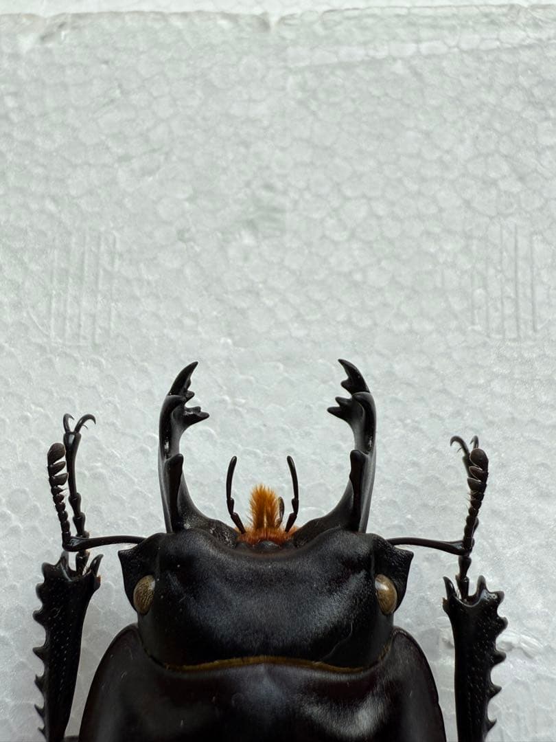 ヤエヤママルバネクワガタ原名亜種（西表島産）♂60.8㎜ 昆虫用品