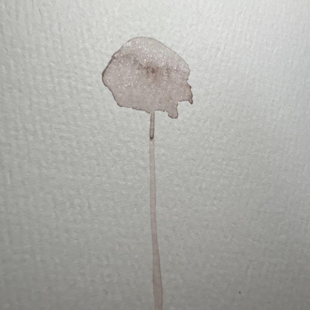 淡い1本きのこの水彩画(原画)