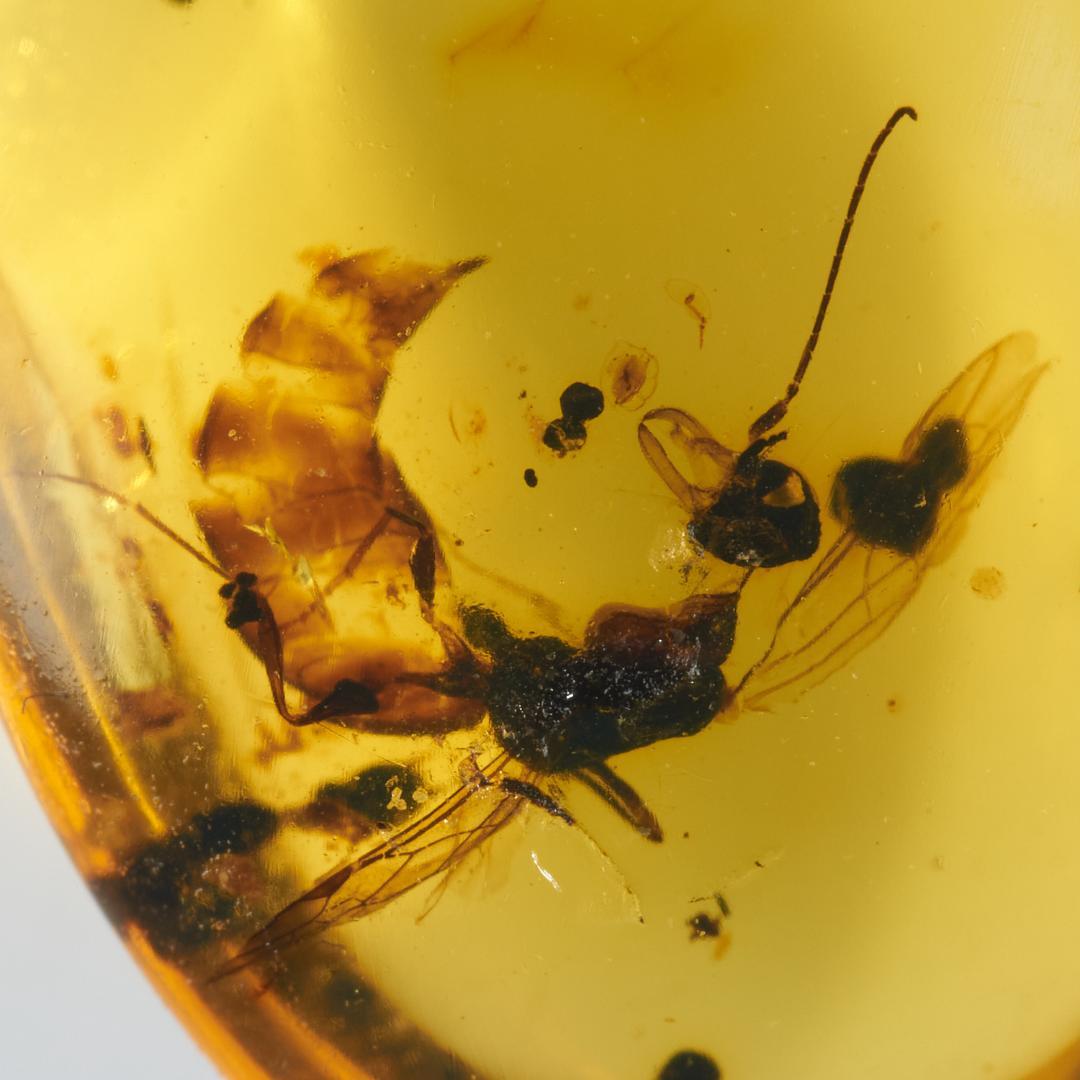 ZB104虫入り琥珀化石 ミャンマー カムティかタナイ産 9900万年前