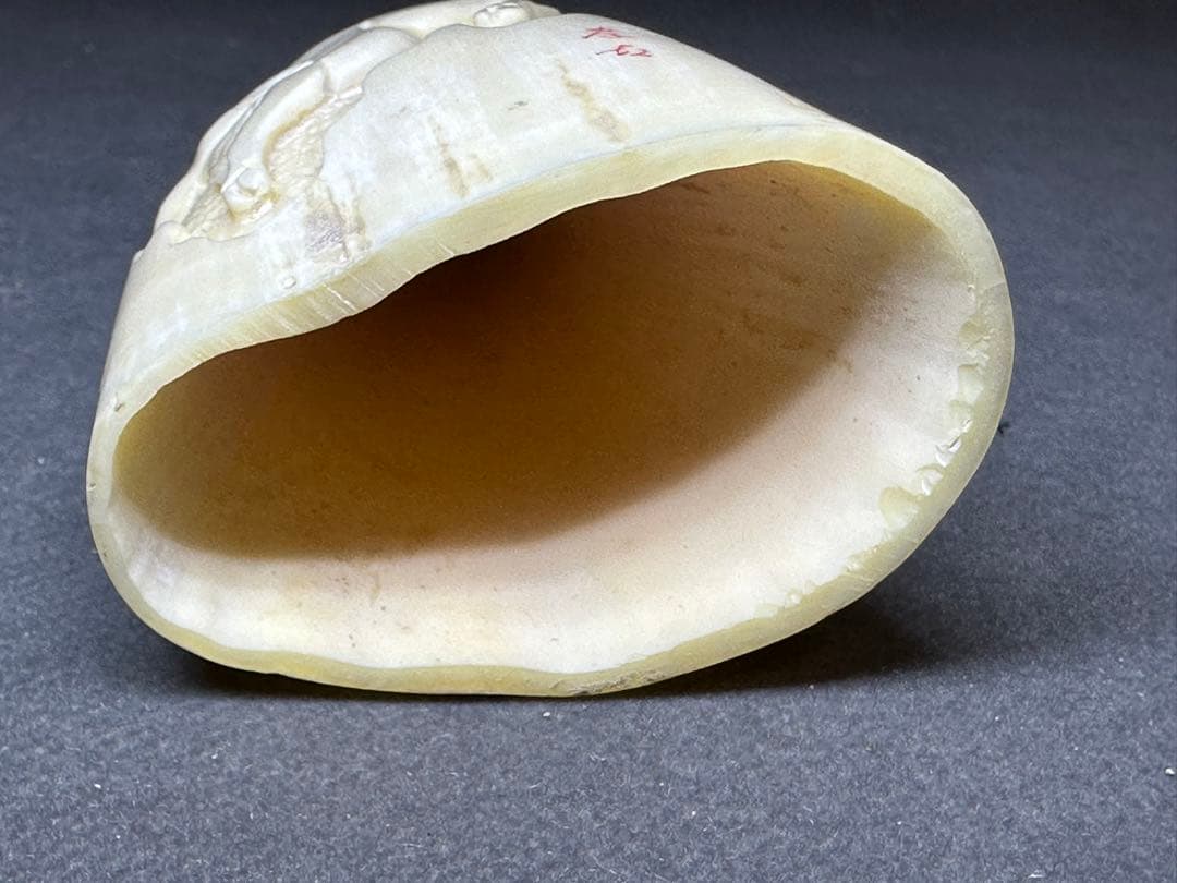 極上】マッコウクジラの歯