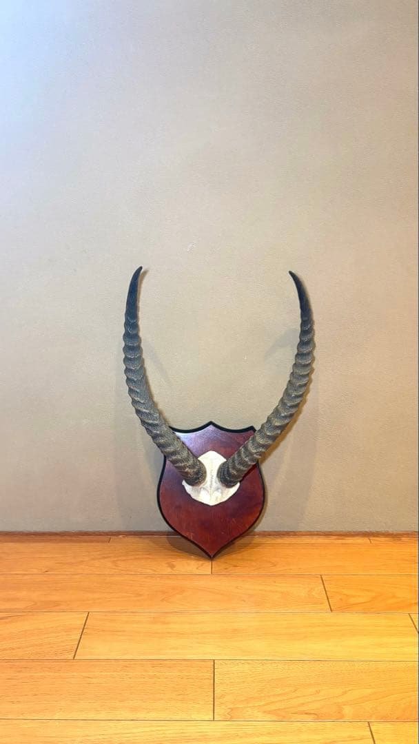 KOB（コブ）角 ハンティングトロフィー アフリカ 剥製 インテリア アート