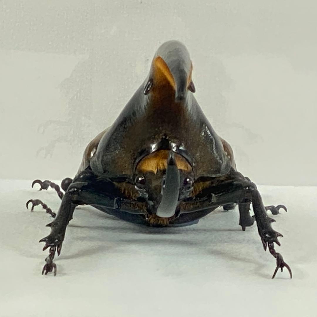 【大型】ヘラクレスオオカブト（ヘラクレス）のオブジェ（標本）