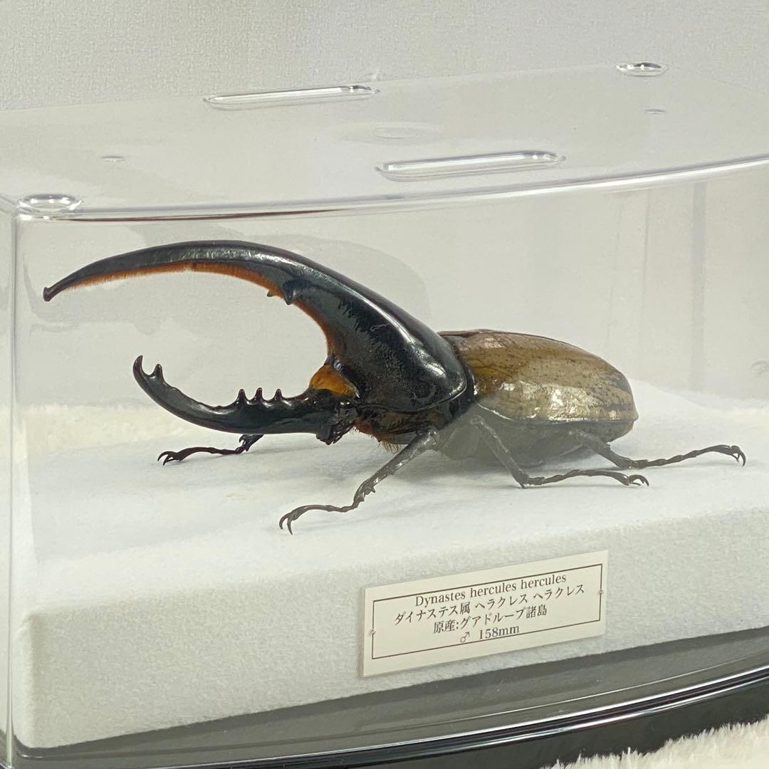 【大型】ヘラクレスオオカブト（ヘラクレス）のオブジェ（標本）