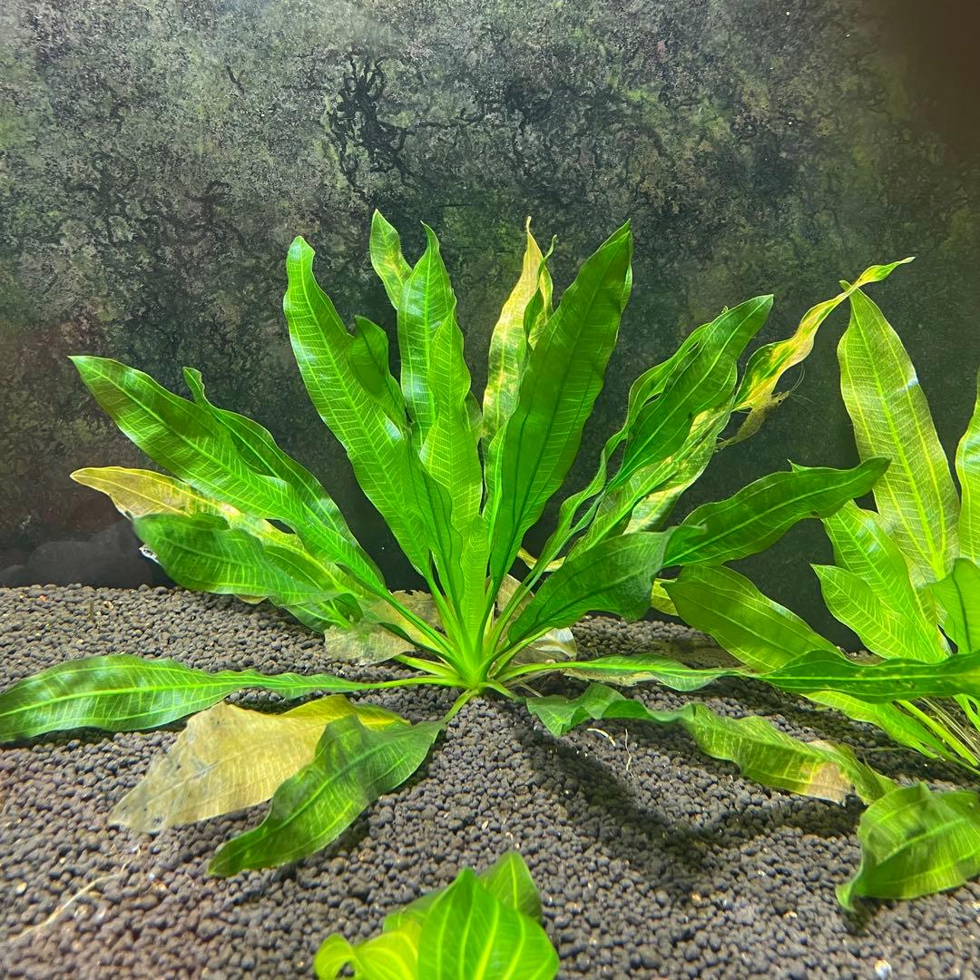 エキノドルスホレマニーグリーン座標軸1株 2番 - メルカリ