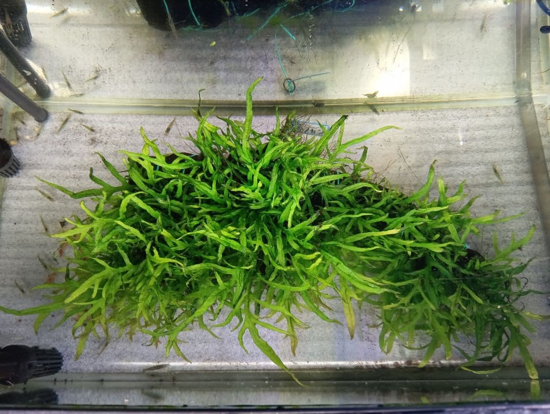 大株 ミクロソリウムsp.ソカン シャープリーフ流木活着