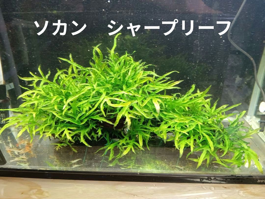 大株 ミクロソリウムsp.ソカン シャープリーフ流木活着