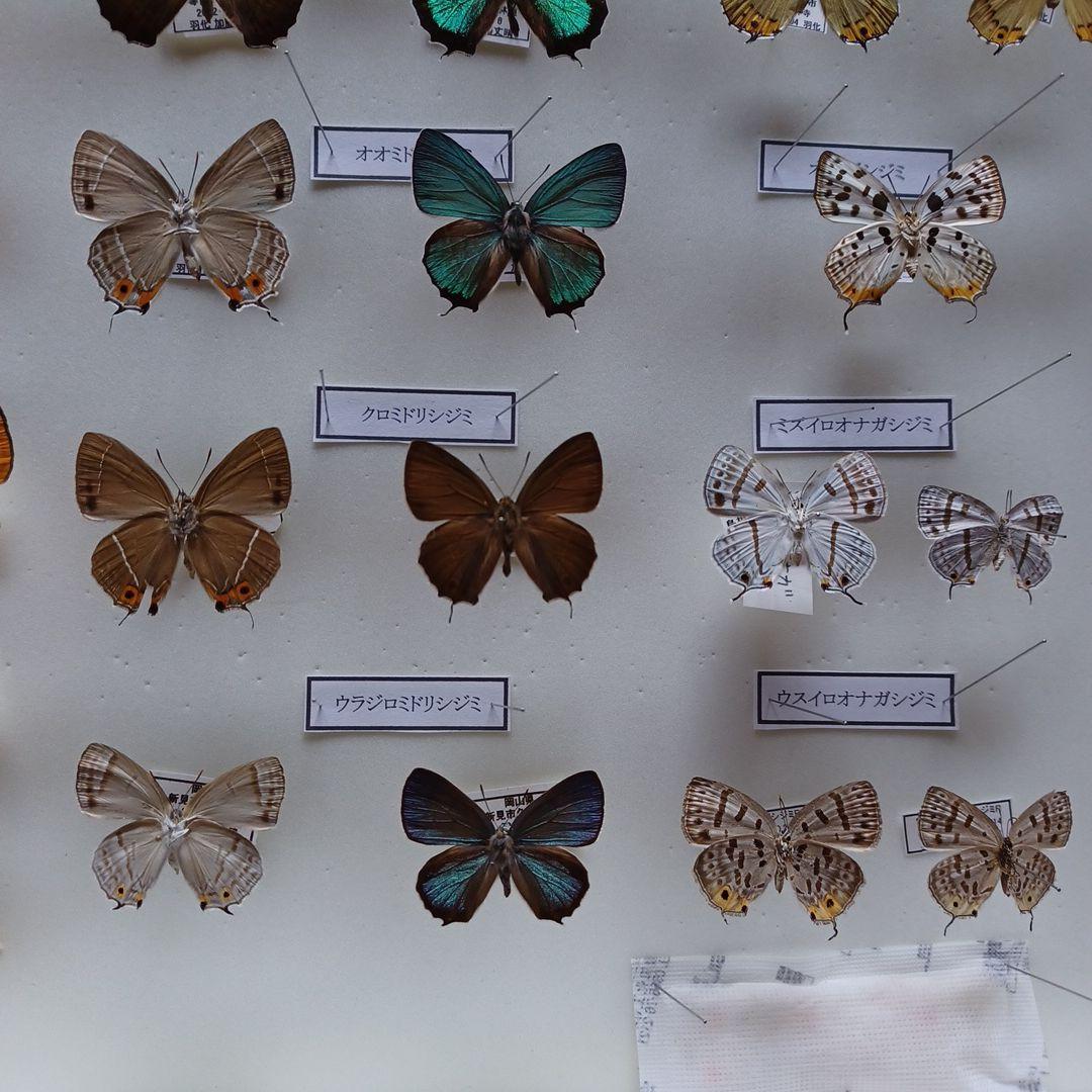 蝶標本日本ゼフィルス全25種74頭
