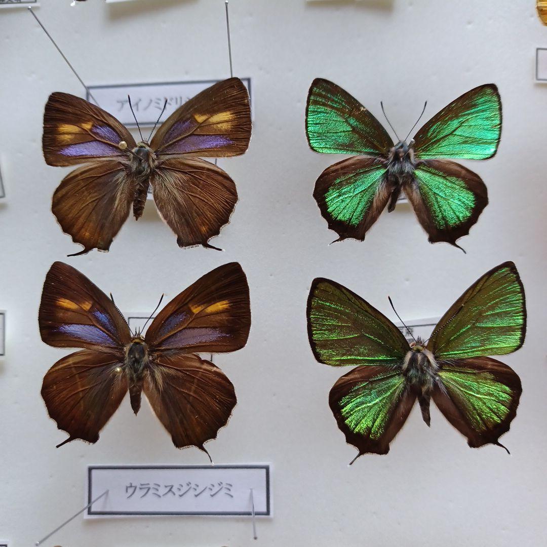 蝶標本 日本ゼフィルス全25種74頭 - メルカリ