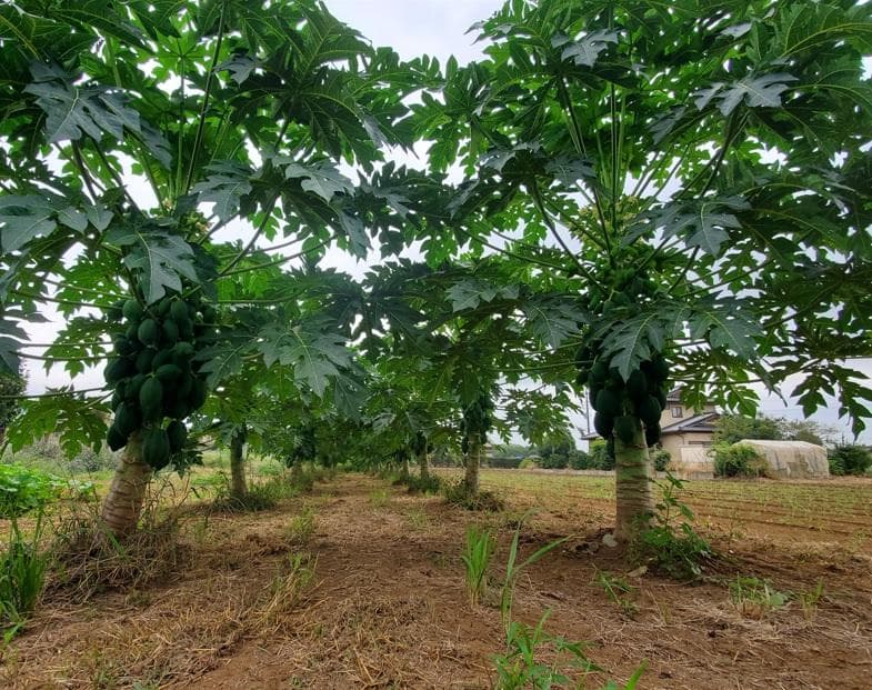 ステランさん専用 茎と実の乾燥 それぞれ700g (国産・高品質)