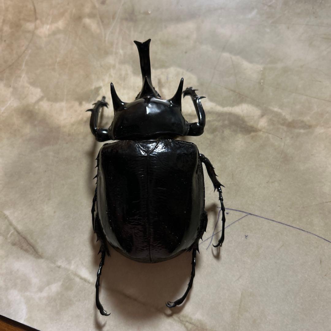 標本】珍品 サハリン産オサムシ 昆虫標本