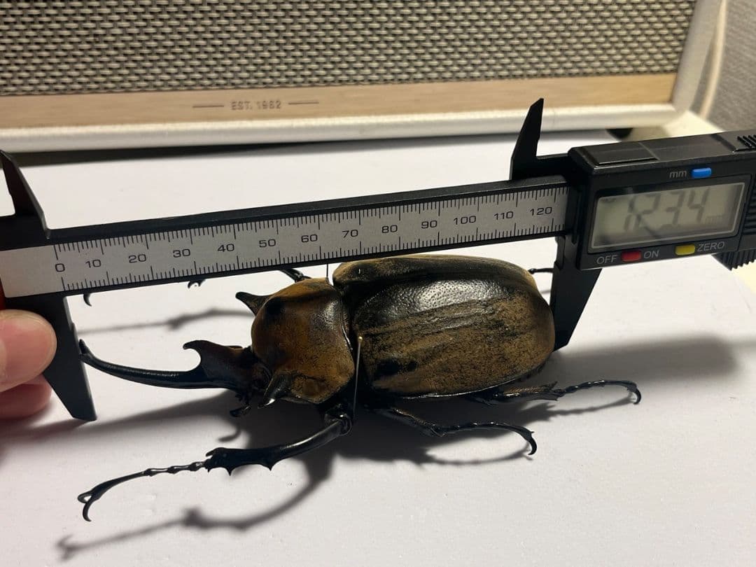 WC123mm】エレファスゾウカブト コーカサスオオカブト 昆虫標本