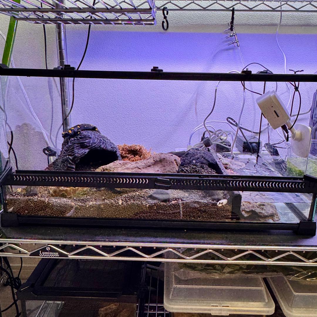 爬虫類 両生類 飼育ケージ 前開き 50×30×25cm 爬虫類 両生類 飼育