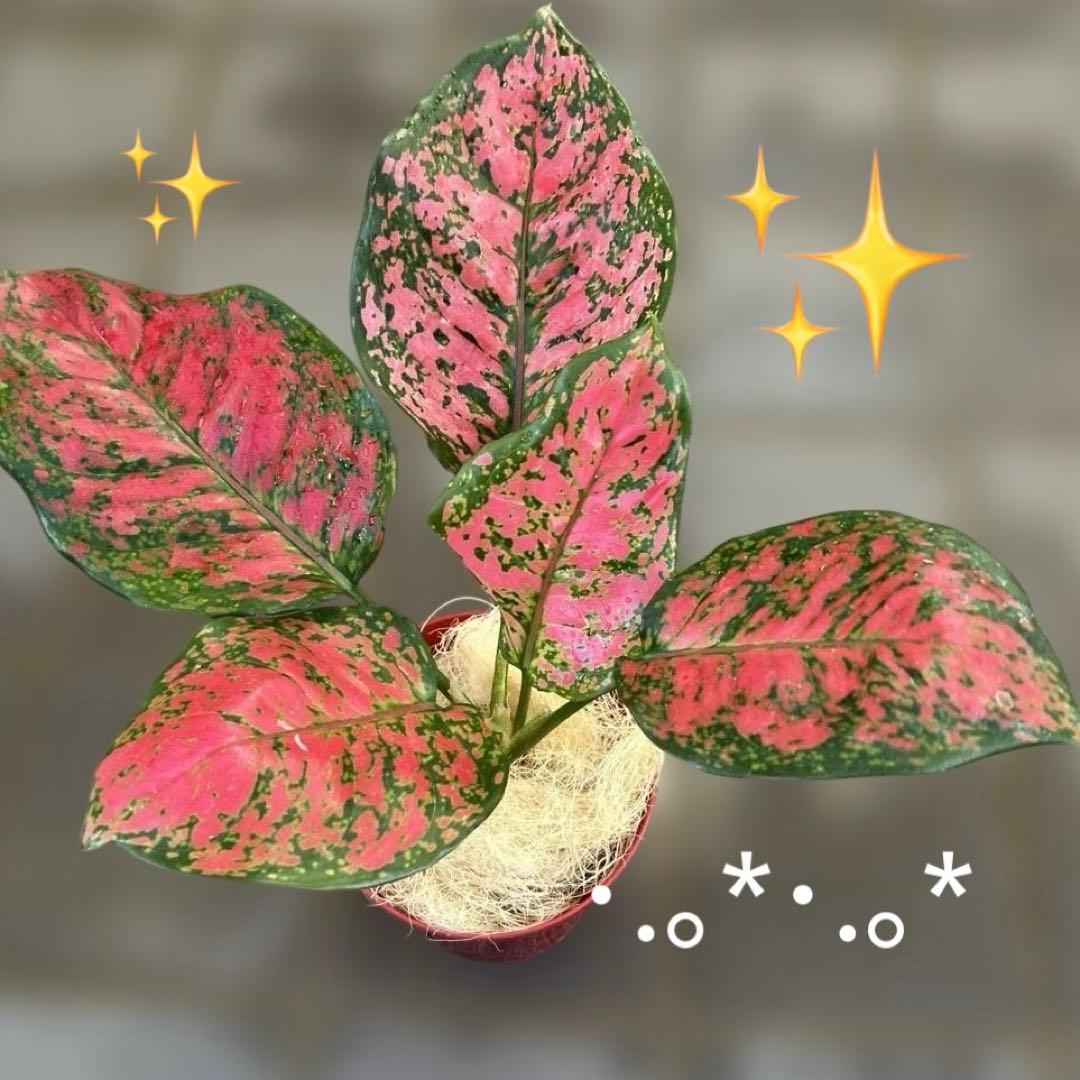 sunday様 リクエスト 4点 まとめ商品 - メルカリ