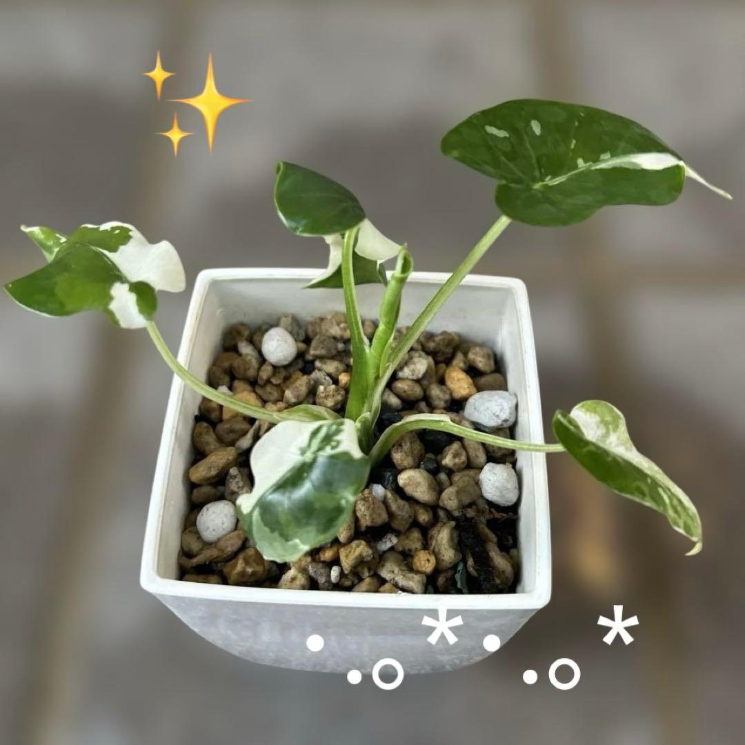 sunday様 リクエスト 4点 まとめ商品 - メルカリ