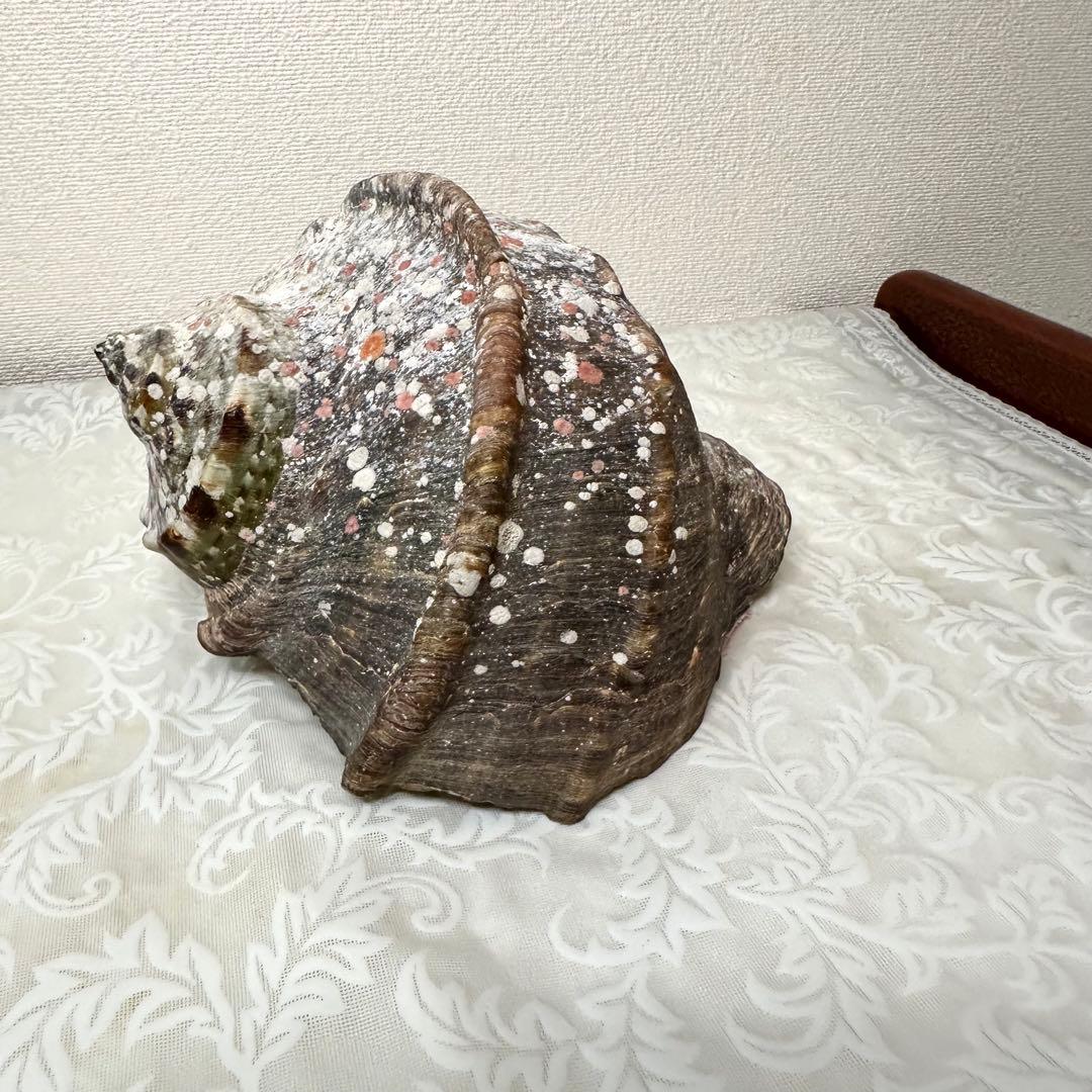 夜光貝 ヤコウガイ 貝殻 標本 天然貝 アクセサリー 本体844g 蓋188g