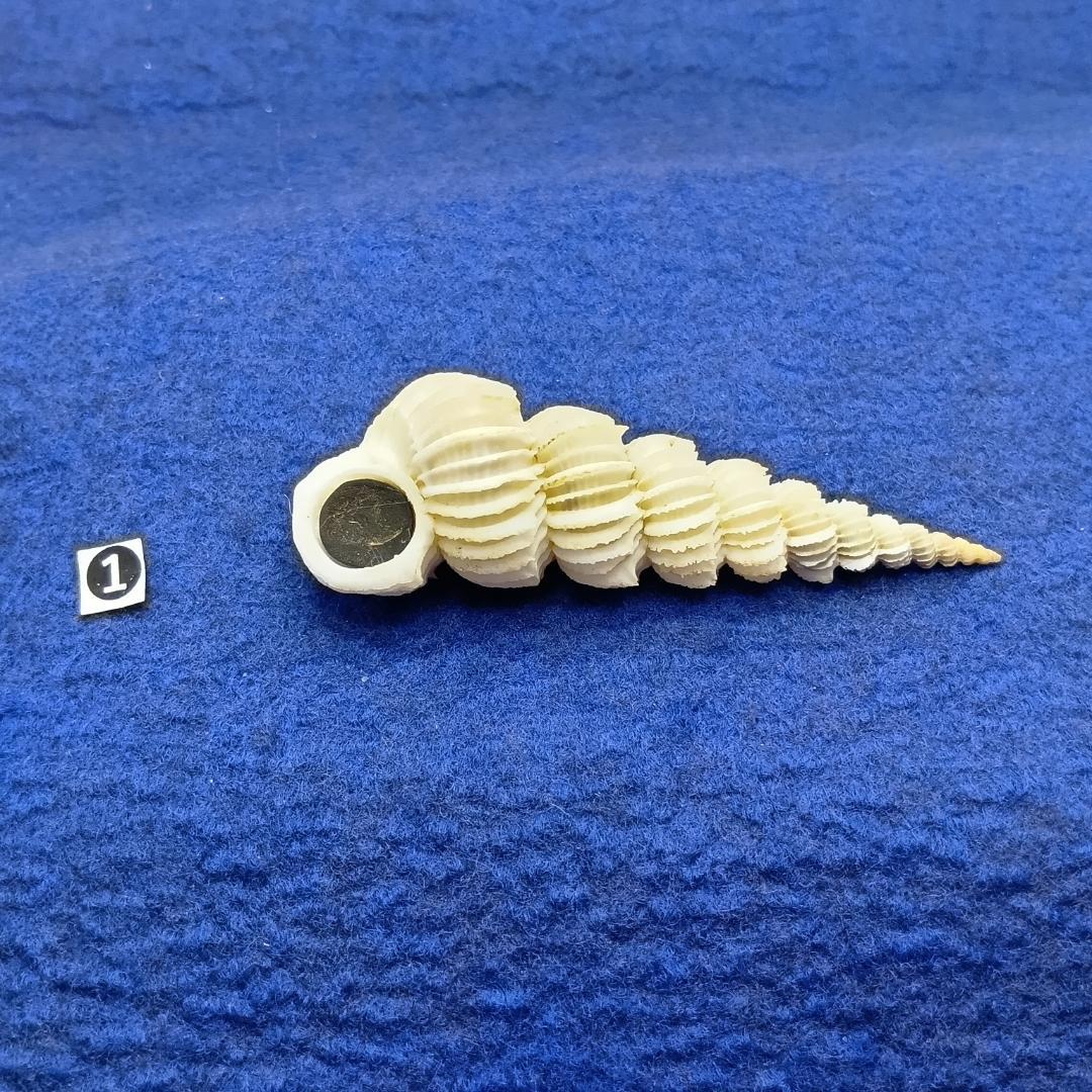 ①-1貝標本ヤエバイトカケ（蓋付：胴太型） 標本用品