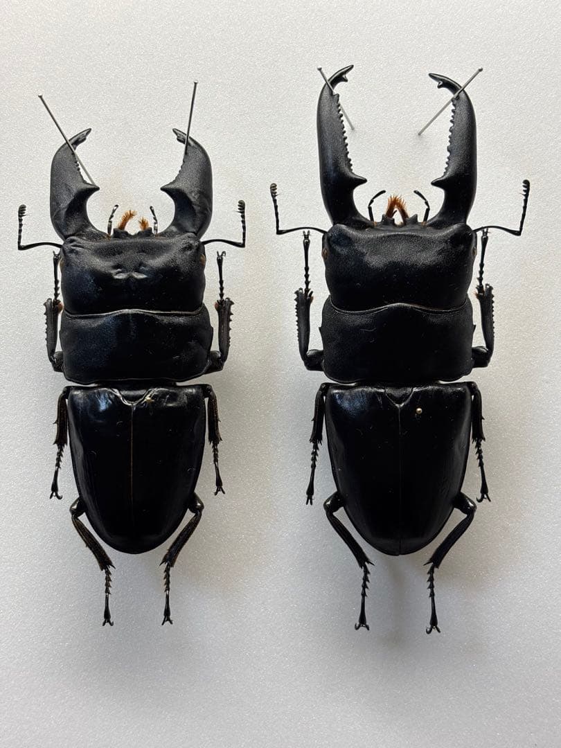 飼育品 大型 スマトラオオヒラタ パラワンオオヒラタ パラワンオオヒラタクワガタ WF1 飼育記 - きれいで簡単にふえるやつがすき