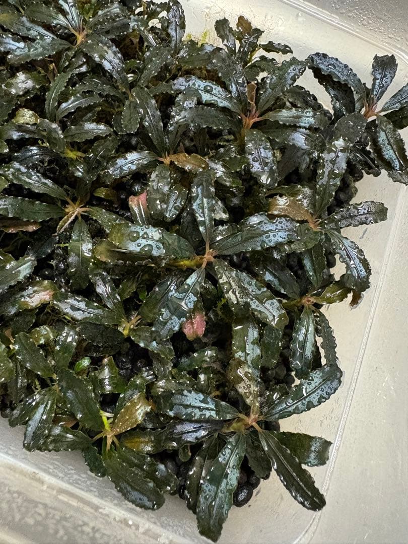 たっちゃん様専用、ブセファランドラ クダガン 大量