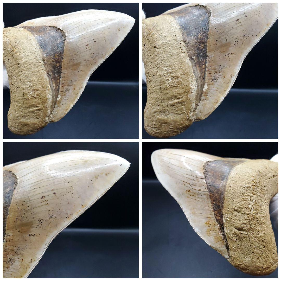 極上 メガロドン 歯 化石 本物 インドネシア 136.29mm mg17