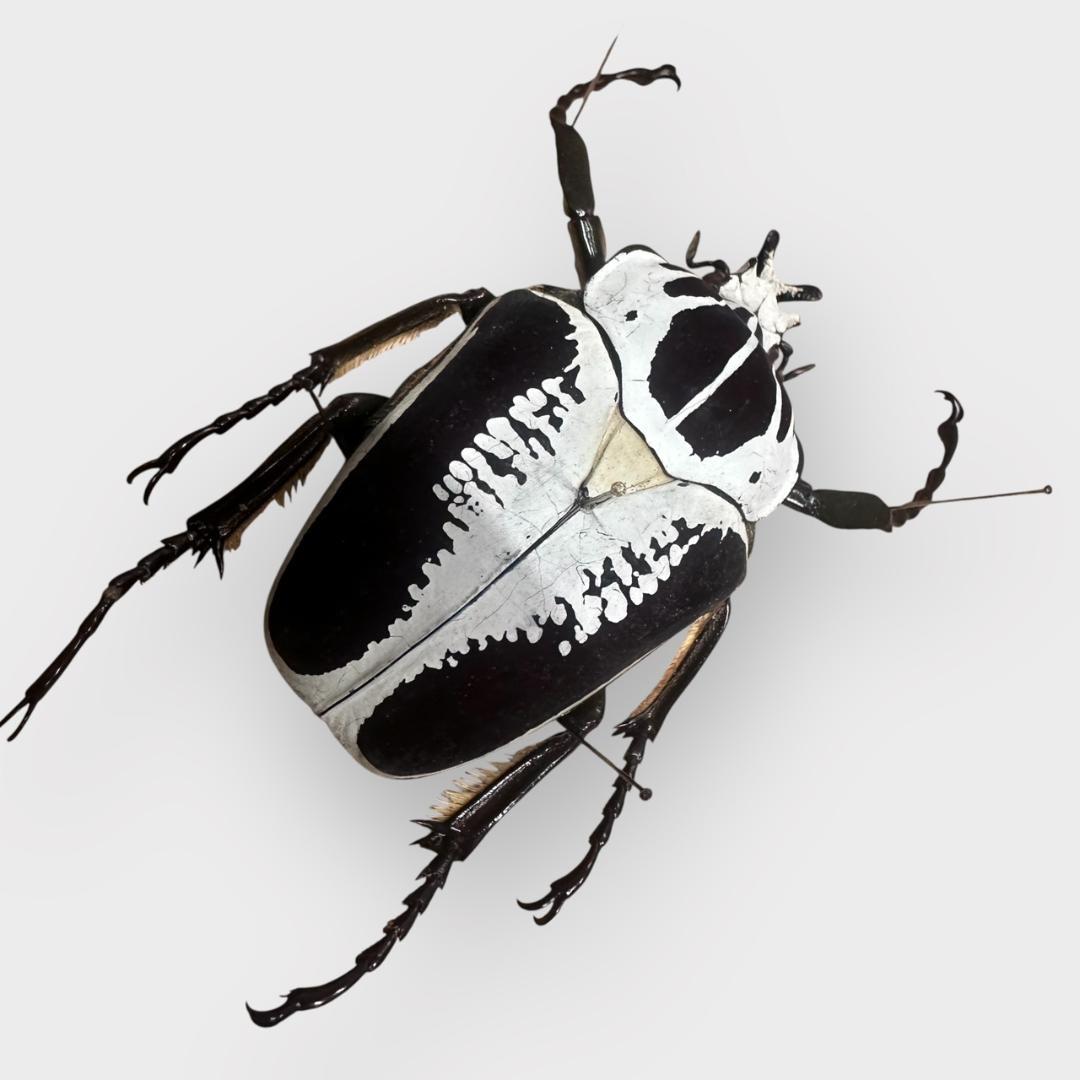 桐箱入り ゴライアス レギウス オオツノハナムグリ 雄 オス 標本 コンゴ産