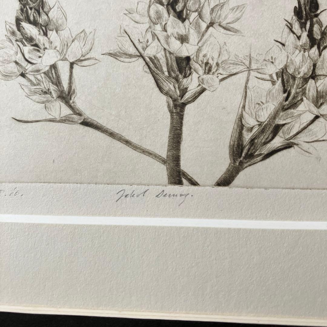 Jakob Demus ダイヤモンドドライポイント技法エッチングボタニカル画