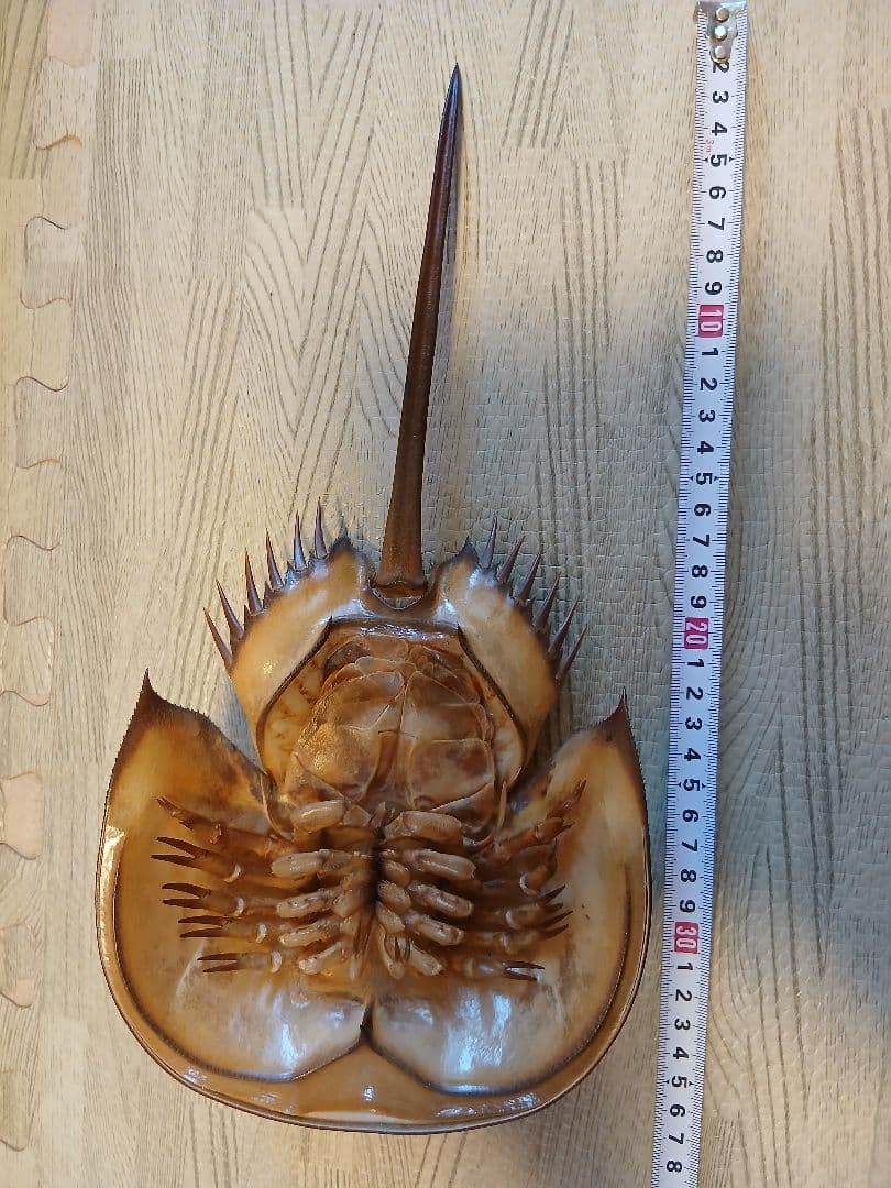 野生 カブトガニ脱皮殻 約35センチ