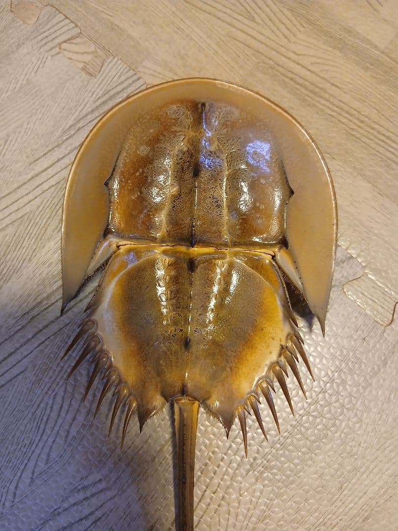 野生 カブトガニ脱皮殻 約35センチ