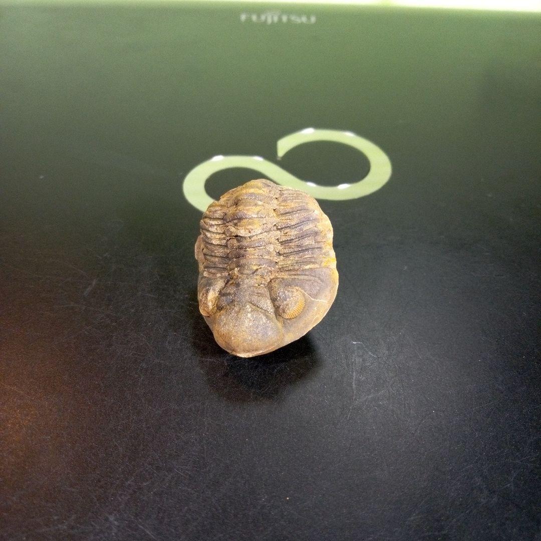 三葉虫 化石 fossil 海 ボリビア産 trilobite 海生動物分類③