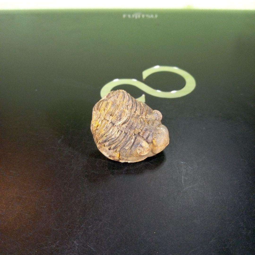 三葉虫 化石 fossil 海 ボリビア産 trilobite 海生動物分類③