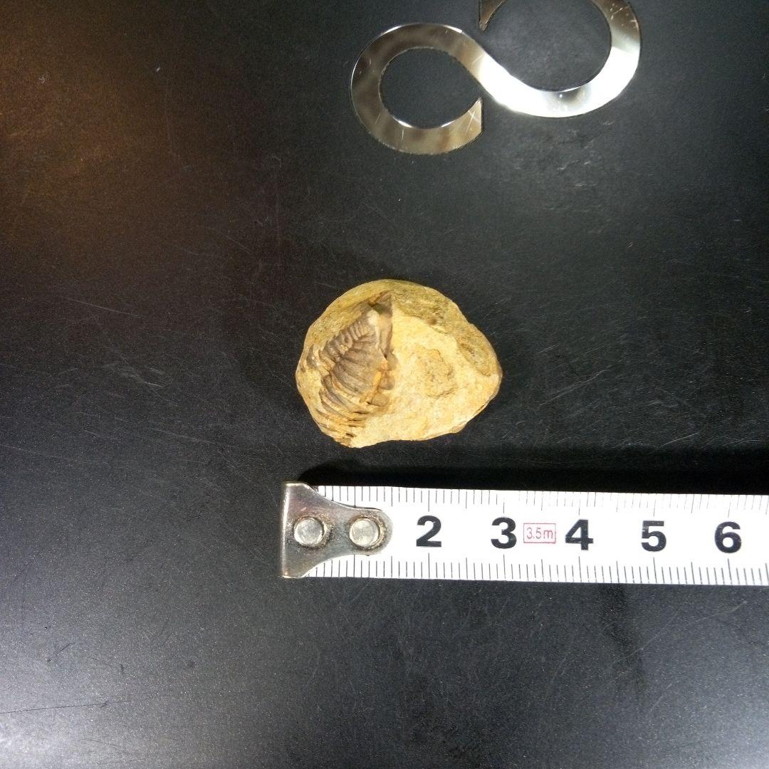 三葉虫 化石 fossil 海 ボリビア産 trilobite 海生動物分類③