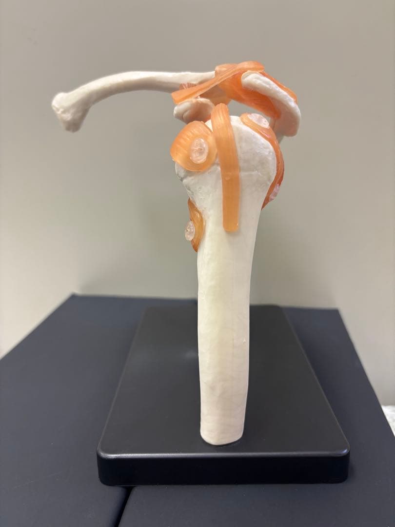 somso社製の脊柱模型 Z44 ソムソ 模型のおすすめ人気商品一覧 通販