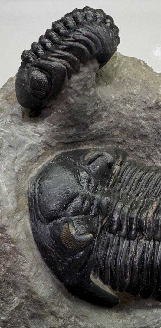 ウミテング 乾燥標本① 海 魚 レア 標本