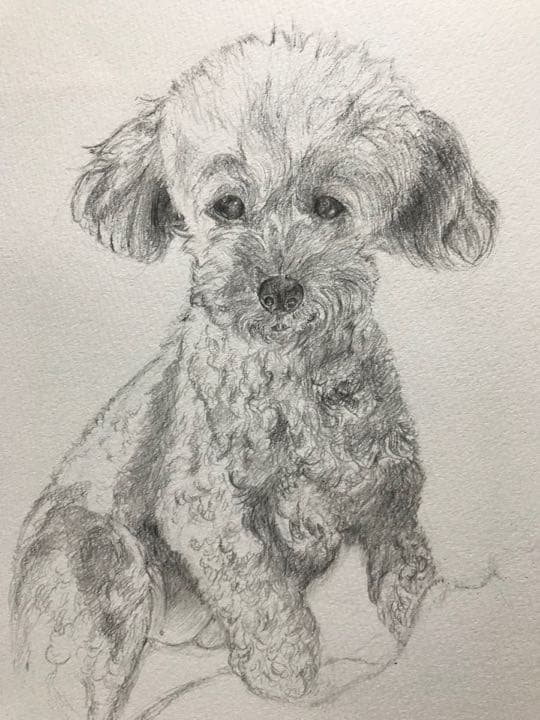 値下げしました！オリジナルのペットの鉛筆画