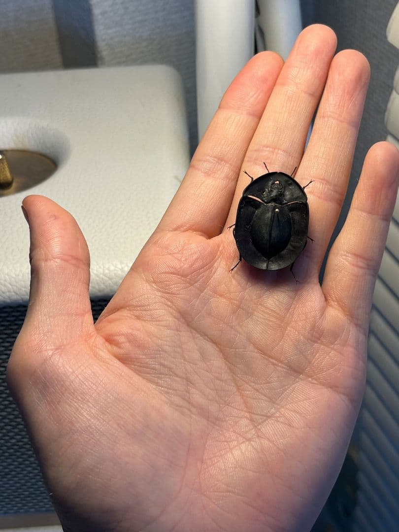 31mm】パイザラゴミムシ 巨大 昆虫標本 標本 甲虫 オサムシ ハンミョウ