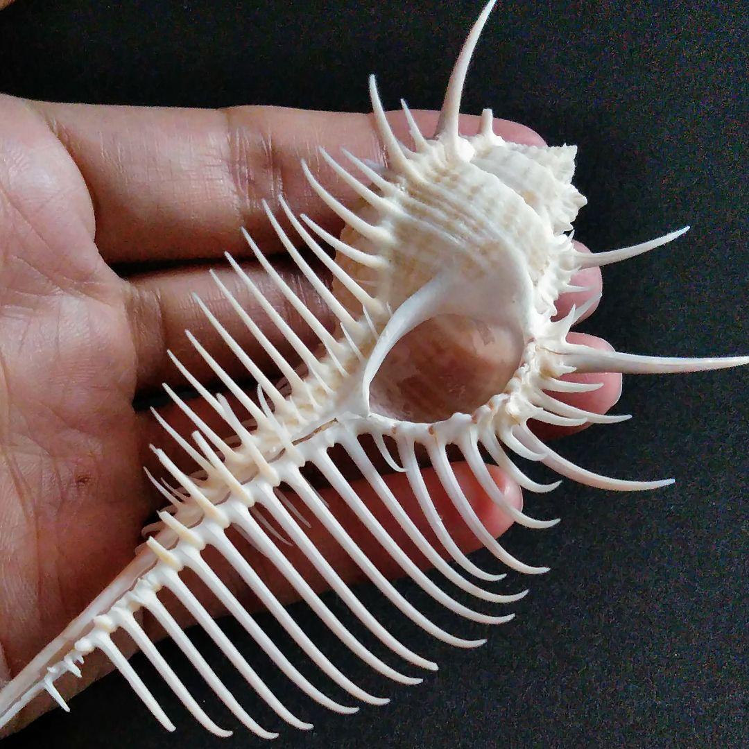 骨格 標本 骨貝 貝殻 127mm - メルカリ