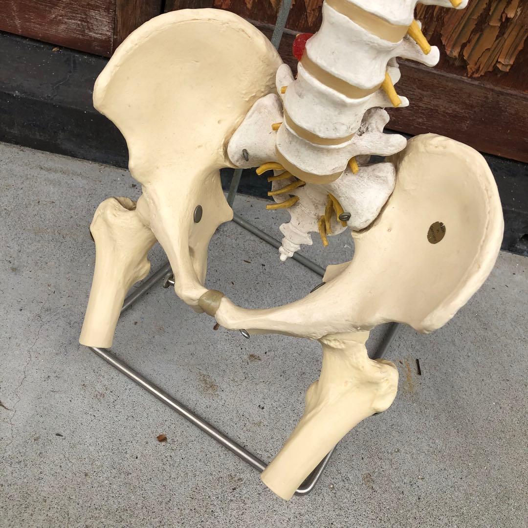3B 脊椎模型 人体模型 スタンド付 骨格標本　骨盤　ドイツ製