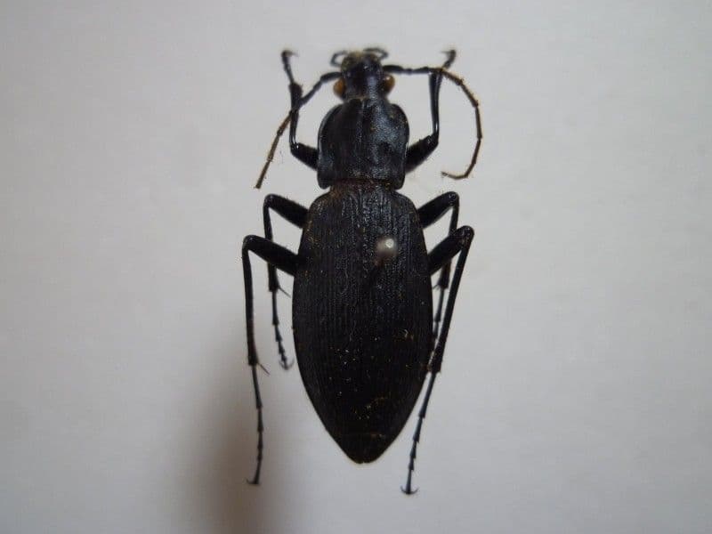 外国産オサムシ標本】アオカブリモドキ/韓国.智異山産/41mm アオカブリ