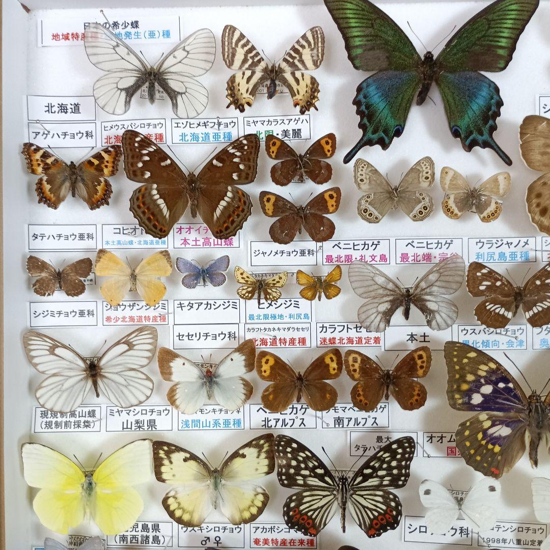 3/17まで掲載：日本の稀少蝶 地域特産種・局地発生（亜）種
