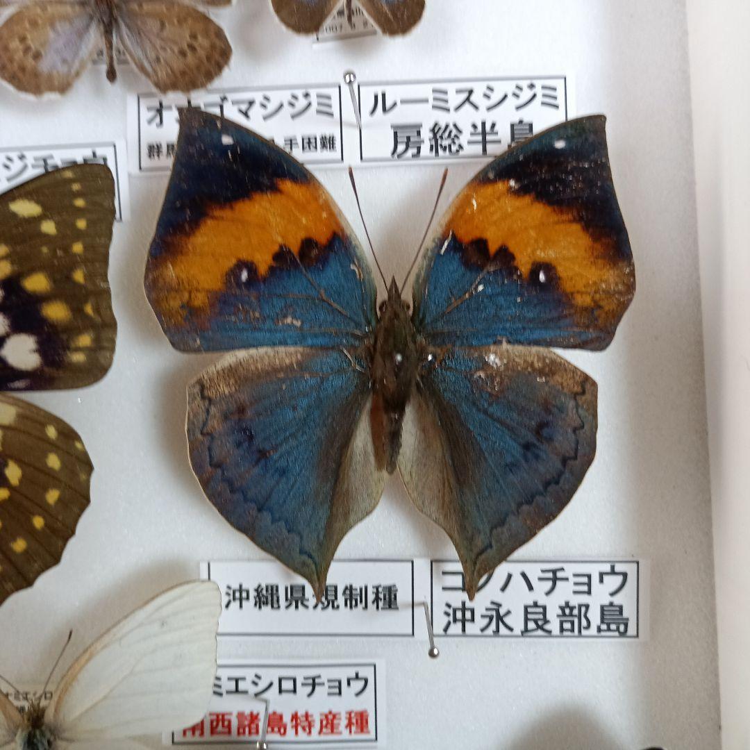 3/17まで掲載：日本の稀少蝶 地域特産種・局地発生（亜）種