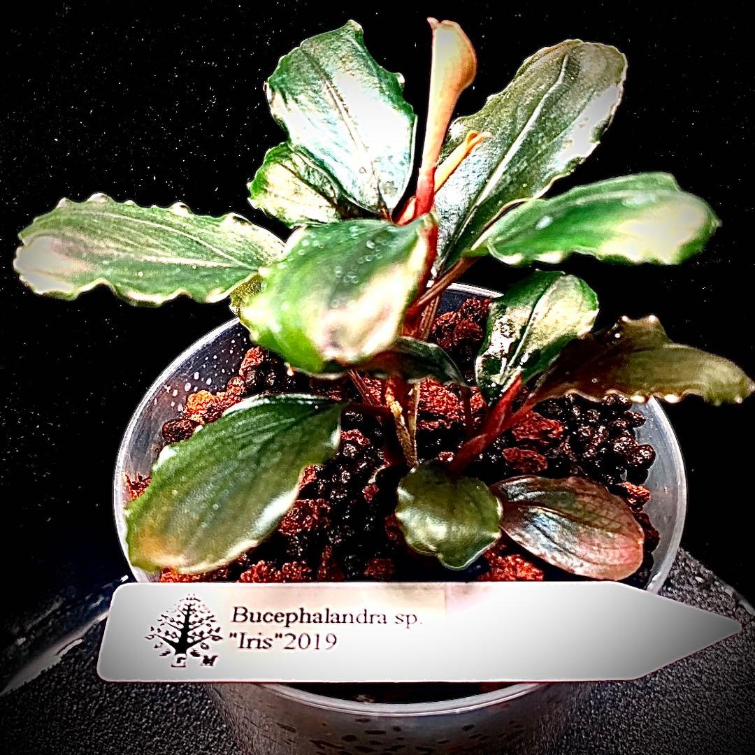 ブセファランドラ 3種類セット おまかせブセファランドラ(東南便)(水上