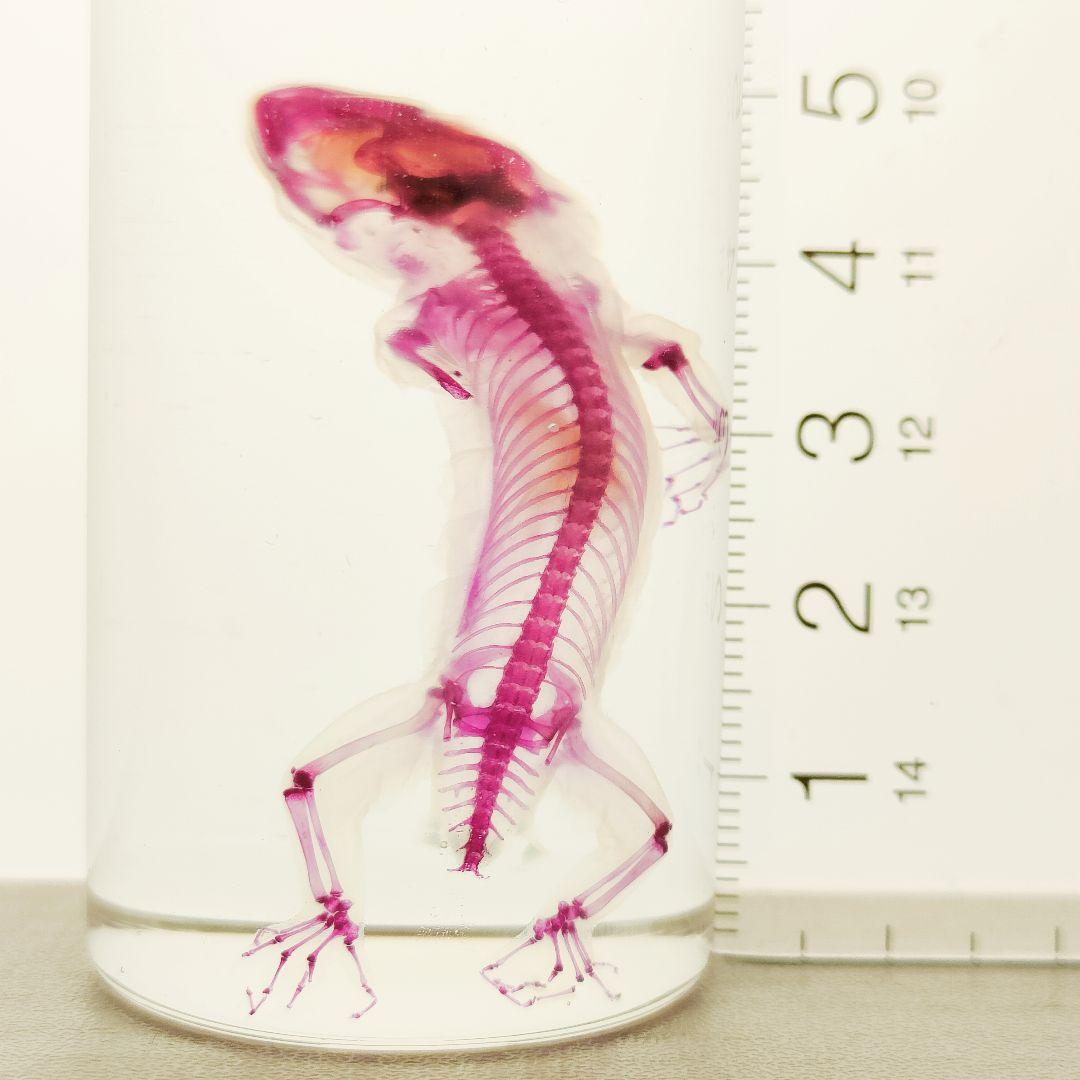 透明骨格標本ヘラオヤモリ