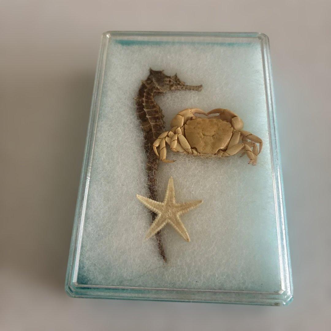 タツノオトシゴ 乾燥標本 - メルカリ