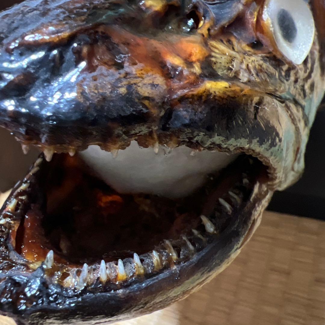 幻の魚 大型 94cm イトウ 剥製 標本